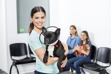 Happy Woman Holding French Bulldog With Cone In Clinic clipart