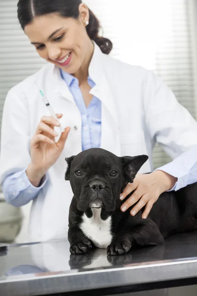 Bulldog liggend op Bed terwijl vrouwelijke dierenarts Holding injectie — Stockfoto