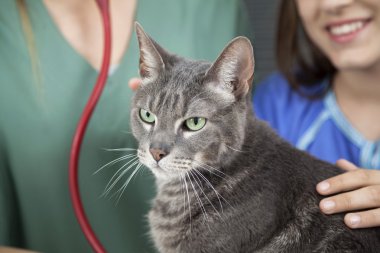 Kedi kız ve arka planda Doctor