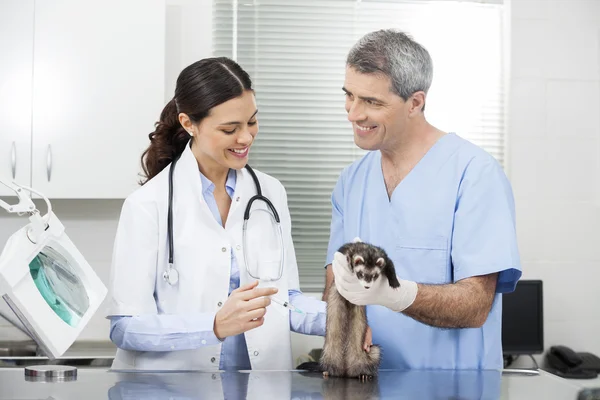 Doctor Giving Injection To Weasel Held By Nurse — Stock Photo, Image