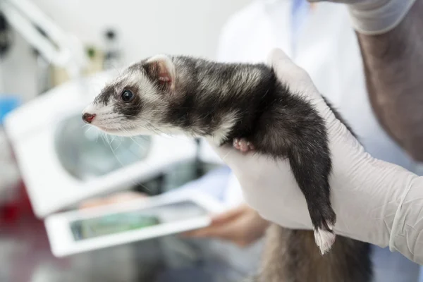 Médecins main tenant Weasel en clinique — Photo