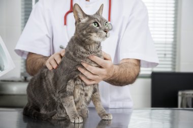 Doktor Holding kedi masada midsection
