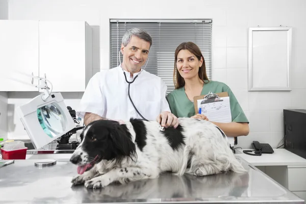 Enfermera veterinaria y enfermera examinando la frontera Collie en la mesa — Foto de Stock