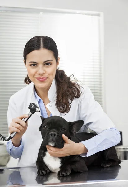 Mosolyogva állatorvos vizsgálja Bulldog — Stock Fotó