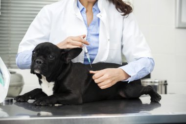 Veteriner vererek enjeksiyon Bulldog 