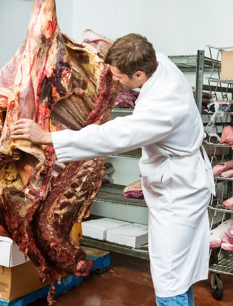 Butcher grading side of beef — Stock Photo, Image