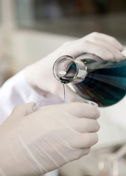 Naukowiec wlewając roztwór w Petriego — Zdjęcie stockowe