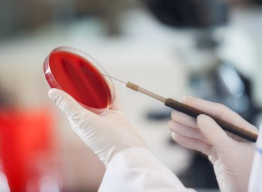 Scientist Scraping Petri Dish clipart