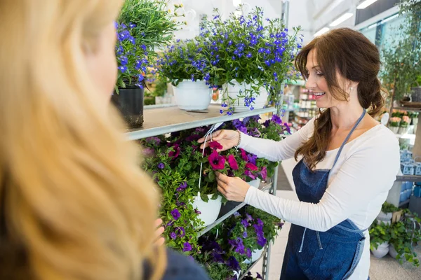 Salesgirl Showing Flower Plant To Customer In Shop — Stock Photo, Image