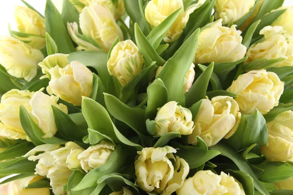 Fehér tulipán csokor — Stock Fotó