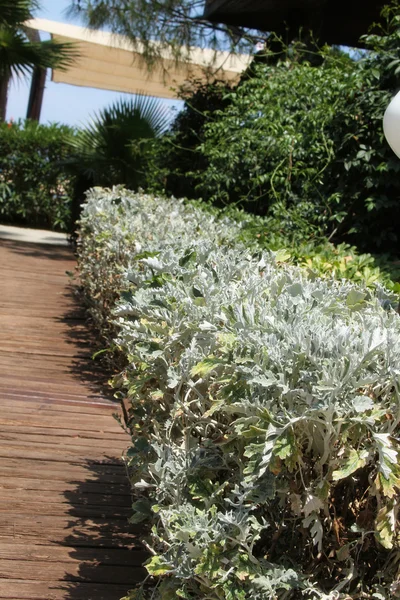 Terrasse avec plantes — Photo