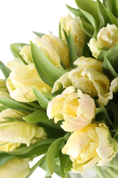 Bund weißer Tulpen — Stockfoto