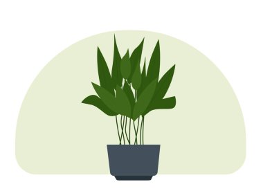 Ev yapımı saksı bitkisinin vektör çizimi. Uzun ağaç gövdeleri ve büyük yeşil yaprakları var..