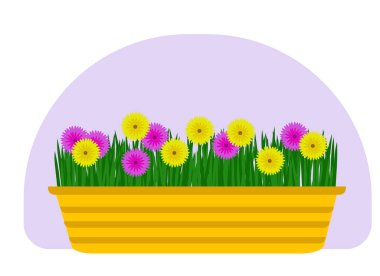 Tencerede bir ev bitkisinin vektör çizimi. Yeşil yapraklar ve parlak çiçekler