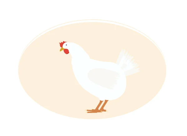 Ilustración Vectorial Una Gallina Blanca Doméstica Con Peine Rojo Pico — Archivo Imágenes Vectoriales