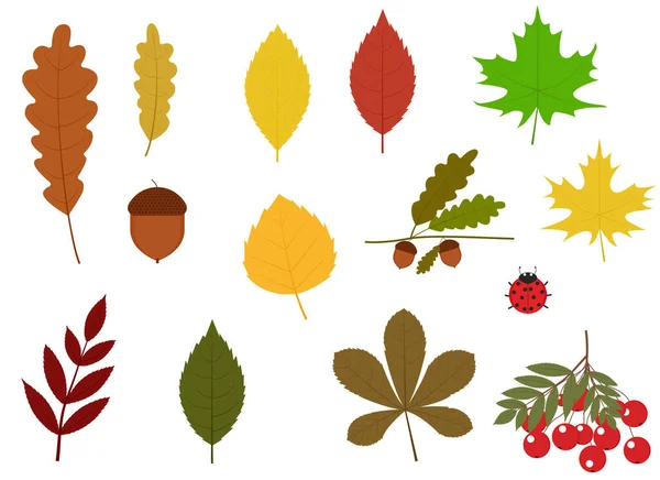 Ilustración de diferentes hojas de otoño, bellota, rama de rowan y mariquita — Vector de stock