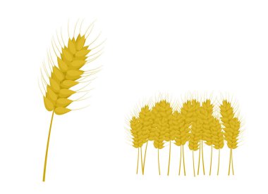 Altın kulağın vektör çizimi ve alan çizimi şeklinde kulaklar.