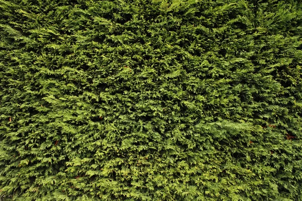 Green plant texture — Stock Photo, Image