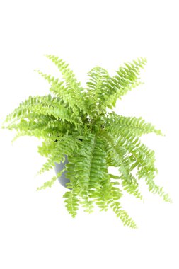 Fujer fern kapalı bitki