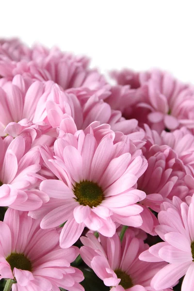 Bouquet of Chrysanthemums — Stock Photo, Image