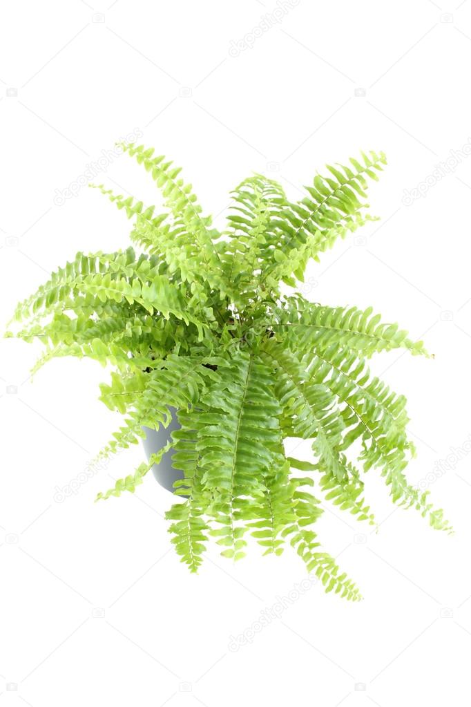 Nephrolepis fern indoor plant