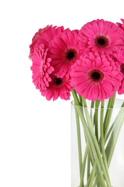 Koyu kırmızı gerbera buketi