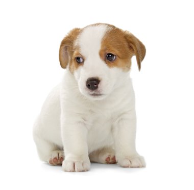 jack Russell terrier yavrusu