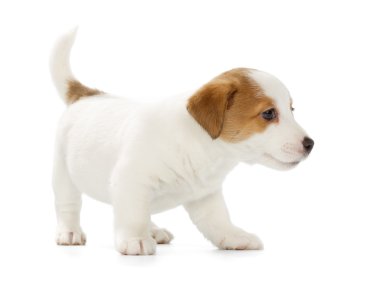 jack Russell terrier yavrusu