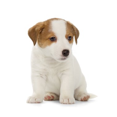 jack Russell terrier yavrusu