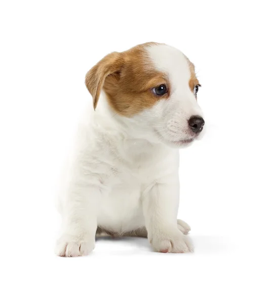 Jack Russell Terrier cachorro — Foto de Stock