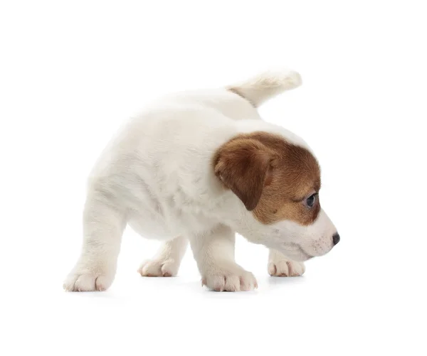 Jack Russell Terrier cachorro — Foto de Stock
