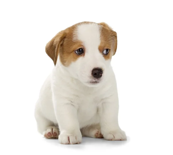 Jack Russell Terrier cachorro — Foto de Stock