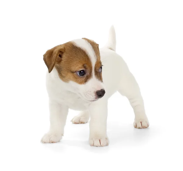 Jack Russell terrier yavrusu — Stok fotoğraf