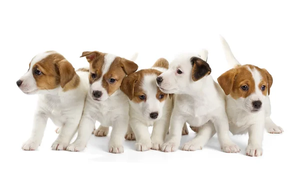 杰克罗素梗犬的五只小狗 — 图库照片