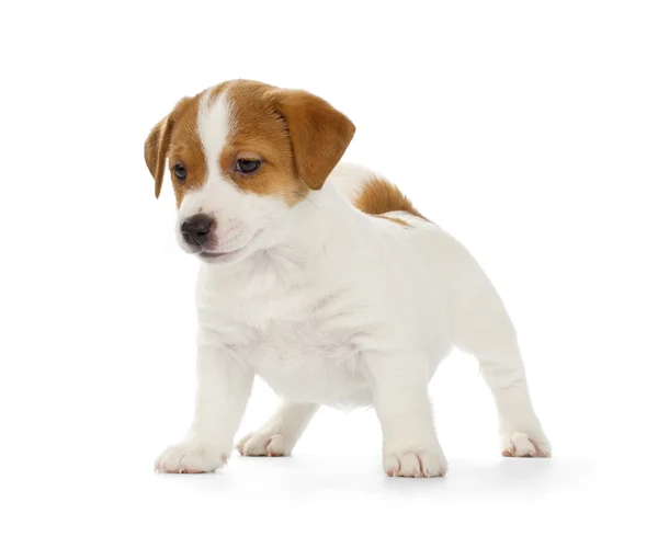 Jack Russell Terrier cucciolo — Foto Stock