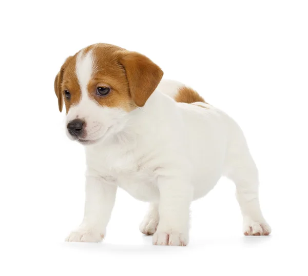 Jack russell Terriër pup — Stockfoto