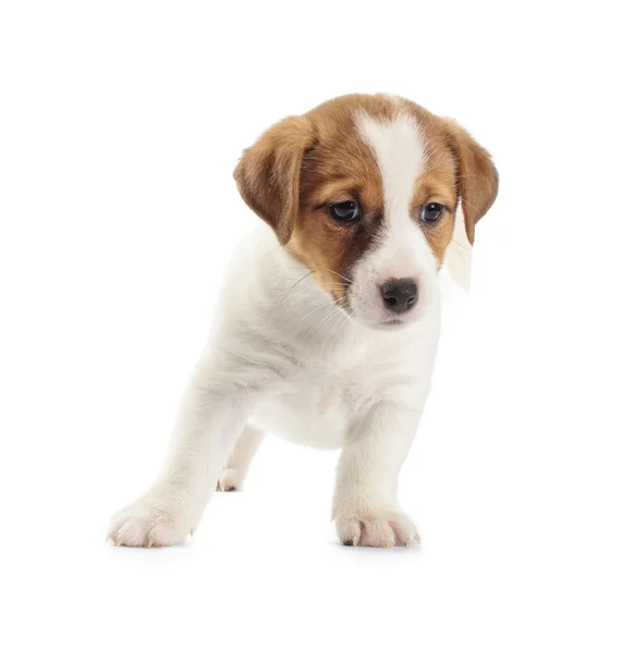 Jack russell Terriër pup — Stockfoto