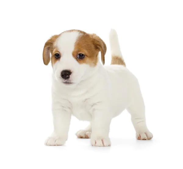 Jack Russell Terrier cucciolo — Foto Stock