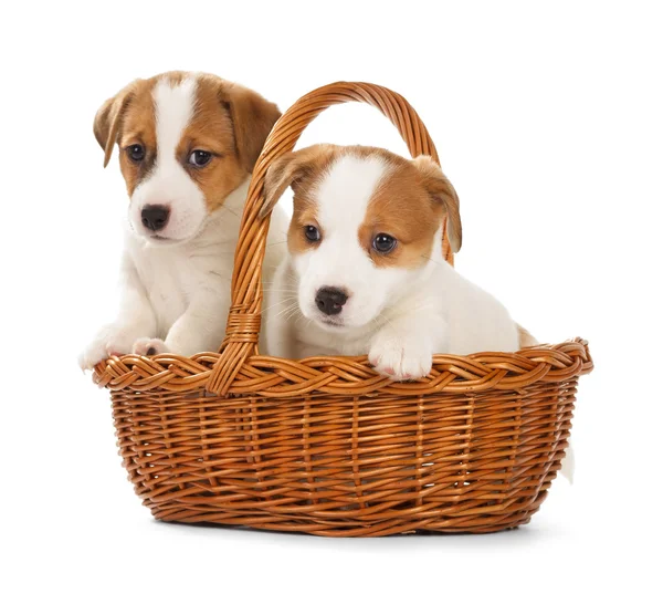 Jack Russell Terrier cachorros sentados em uma cesta . — Fotografia de Stock