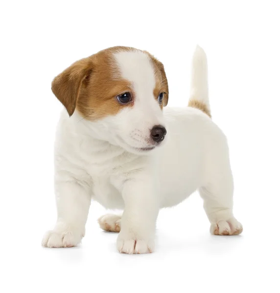Jack Russell Terrier cachorro — Foto de Stock