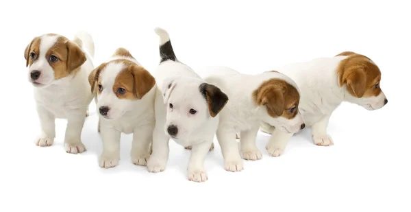 Pięciu szczenięta Jack Russell Terrier Zdjęcia Stockowe bez tantiem
