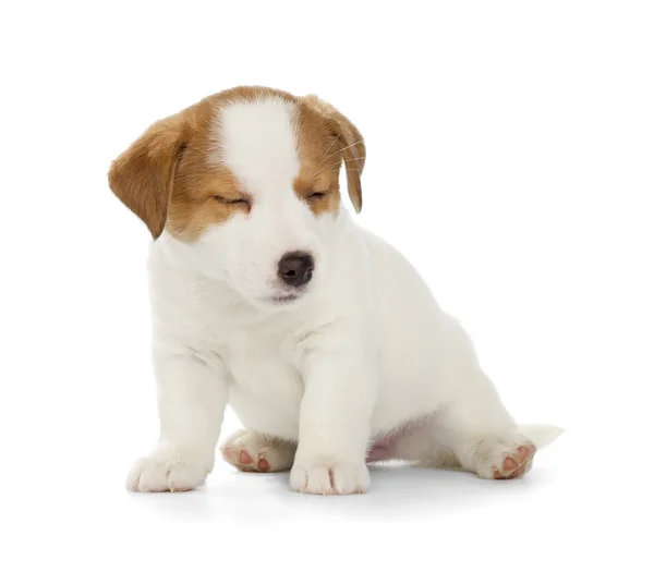 Cãozinho Jack Russell Terrier Imagens Royalty-Free