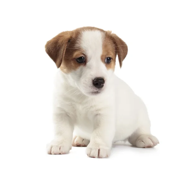 Cãozinho Jack Russell Terrier Fotografia De Stock