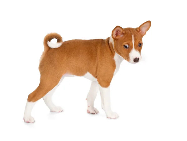 Söt valp Basenji — Stockfoto