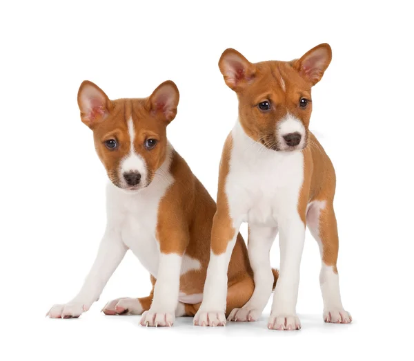 Bonitos cachorros Basenji — Fotografia de Stock