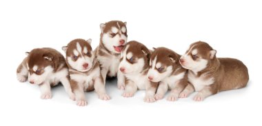 Sibirya husky yavrusu cooper kırmızı çöp