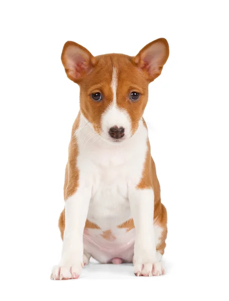 Schattige puppy van de Basenji — Stockfoto