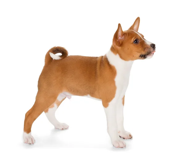 Lindo cachorro Basenji — Foto de Stock