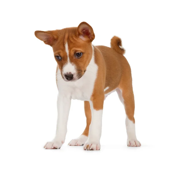 Lindo cachorro Basenji — Foto de Stock