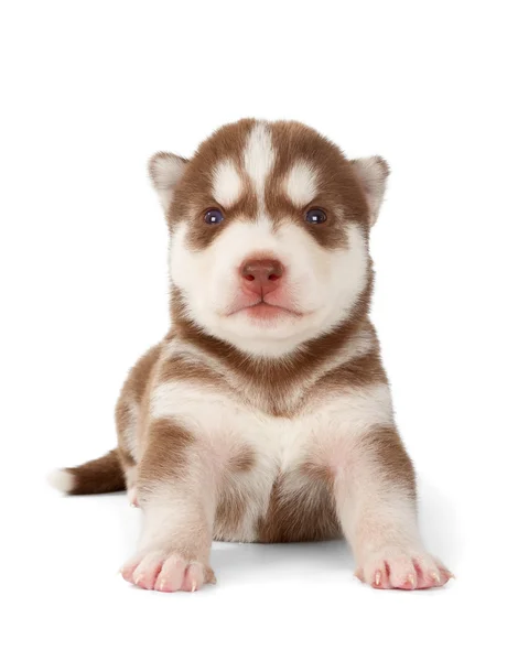 Siberiano cooper rosso husky cucciolo — Foto Stock